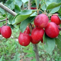 Яблоня Китайка Долго с7, Malus domestica Dolgo, Яблоня Китайка Долго