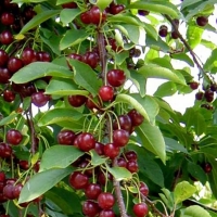 Вишня Гирлянда с3, Prunus cerasus, Вишня Гирлянда
