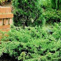 Можжевельник Green Carpet С15 60/80 - Питомник декоративных и садовых растений
