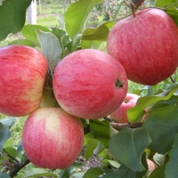 Яблоня Штрейфлинг - Питомник декоративных и садовых растений