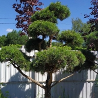 Сосна Norska Typ bonsai WRB, Pinus sylvestris Norske Typ Bonsai, Сосна Норвежская