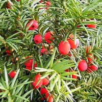 Тисс ягодный С20 80/100 - Питомник декоративных и садовых растений