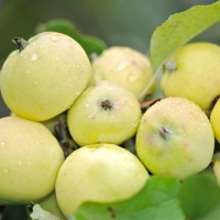 Яблоня Китайка золотая ранняя - Питомник декоративных и садовых растений