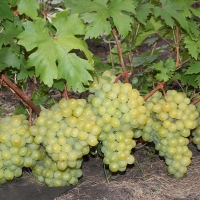 Виноград сорт "Валёк" 0,8 л 1890 руб. В наличии.