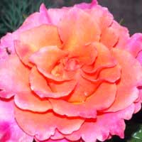 Роза Апачи, чайно-гибридная - Питомник декоративных и садовых растений