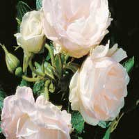 Роза Polareis, гибридная ругоза - Питомник декоративных и садовых растений