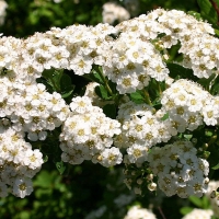 Спирея ниппонская Snowmound c7.5 - Питомник декоративных и садовых растений