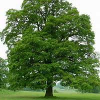 Дуб черешчатый, Quercus robur