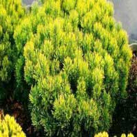 Сосна горная Aurea С35 60/80 - Питомник декоративных и садовых растений