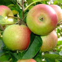 Яблоня Орлинка - Питомник декоративных и садовых растений
