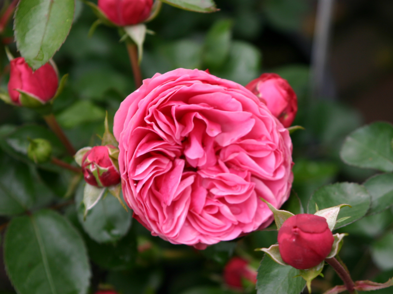 Роза Леонардо да Винчи, шраб - Питомник декоративных и садовых растений