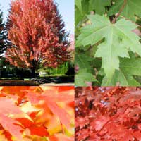 Клен Фримана Autumn Blaze 14/16 - Питомник декоративных и садовых растений