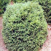 Ель обыкновенная Нидиформис 40-50 С10 Picea abies Nidiformis - Питомник декоративных и садовых растений