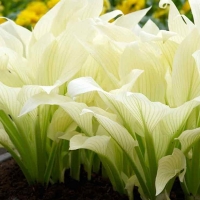 Хоста White Feather - Питомник декоративных и садовых растений