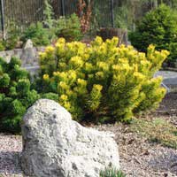 Сосна горная Винтерголд, Pinus mugo Wintergold,Сосна горная Winter Gold с20 40/50, Сосна горная Winter Gold