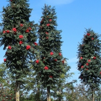 Рябина обыкновенная Фастигиата, Sorbus aucuparia Fastigiata, Рябина Fastigiata