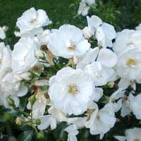 Роза Инносенсия, флорибунда - Питомник декоративных и садовых растений