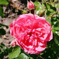 Роза Розаум Ютерсен, клаймбер - Питомник декоративных и садовых растений