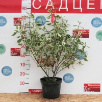 Дерен Элегантиссима c5 - Питомник декоративных и садовых растений