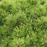 Сосна горная Litomysl - Питомник декоративных и садовых растений
