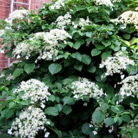 Гортензия черешк С35 - Питомник декоративных и садовых растений