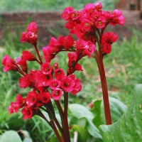 Бадан сердцелистный Red Beauty, Bergenia cordifolia Red Beauty, Бадан сердцелистный Рэд Бьюти