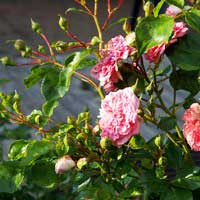 Роза Пинк Свани, шраб - Питомник декоративных и садовых растений