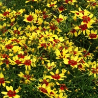 Кореопсис мутовчатый Firefly - Питомник декоративных и садовых растений