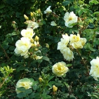 Роза Гелбе Дагмар Хаструп - Питомник декоративных и садовых растений