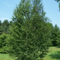 Береза пушистая, Betula pubescens