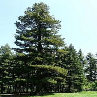 Сосна румелийская 200/250, сосна румелийская, Pinus peuce, купить сосну румелейскую