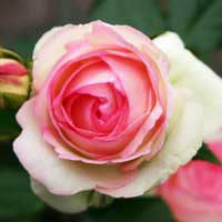 Роза Эден Роуз, чайно-гибридная - Питомник декоративных и садовых растений