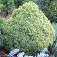 Ель сизая Альберта 40-50 С25 Picea canadensis Alberta Globe - Питомник декоративных и садовых растений