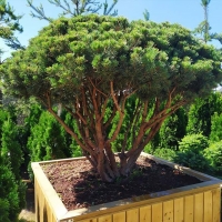 Pinus Mughus Bonsai, Pinus sylvestris Bonsai, Сосна Босай