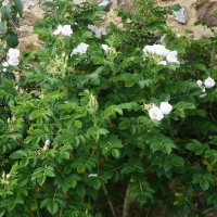Роза ругоза Alba C5 - Питомник декоративных и садовых растений
