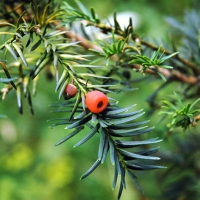 Тисс ягодный Overeynderii - Питомник декоративных и садовых растений