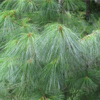 Сосна Веймутова, Pinus strobus, купить сосну веймутовую