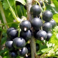 Ribes nigrum Hercules, Смородина Геркулес с5, Смородина Геркулес
