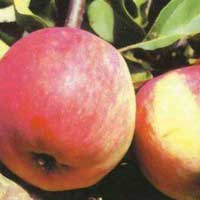 Яблоня Свежесть 5-7 лет - Питомник декоративных и садовых растений