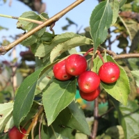 Яблоня Red Jade - Питомник декоративных и садовых растений