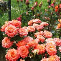 Роза Келли, спрей - Питомник декоративных и садовых растений
