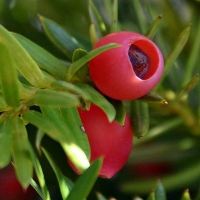 Taxus baccata, Тисс ягодный 60/70 form C25, Тисс ягодный, Тисс ягодный купить, Тисс ягодный цена