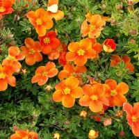 Лапчатка Hopleys Orange - Питомник декоративных и садовых растений