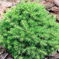 Ель сизая Echiniformis, Picea glauca Echiniformis, Ель сизая (канадская) Эхиноформис