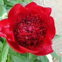 Пион молочноцветковый Ред Шарм - Питомник декоративных и садовых растений