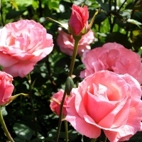 Роза  Квин Элизабет,флорибунда - Питомник декоративных и садовых растений