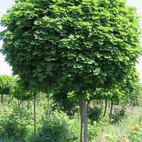 Клен остролистный Globosum, Acer platanoides Globosum, Клен остролистный Глобозум