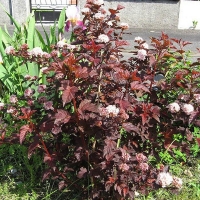 Пузыреплодник калинолистный Red Baron C7,5 - Питомник декоративных и садовых растений