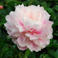 Пион Original Pink - Питомник декоративных и садовых растений
