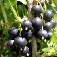 Смородина Черный аист, Ribes nigrum